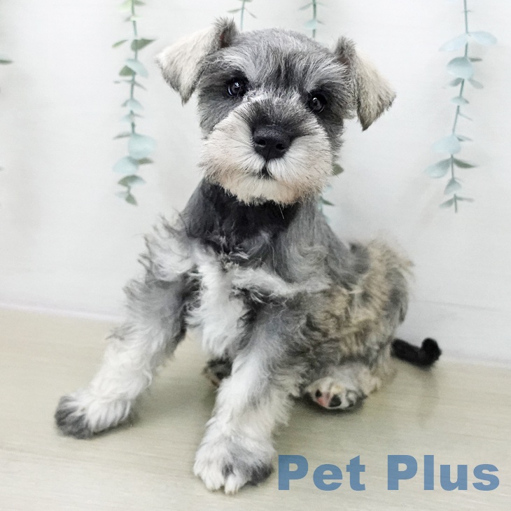 ミニチュア・シュナウザー