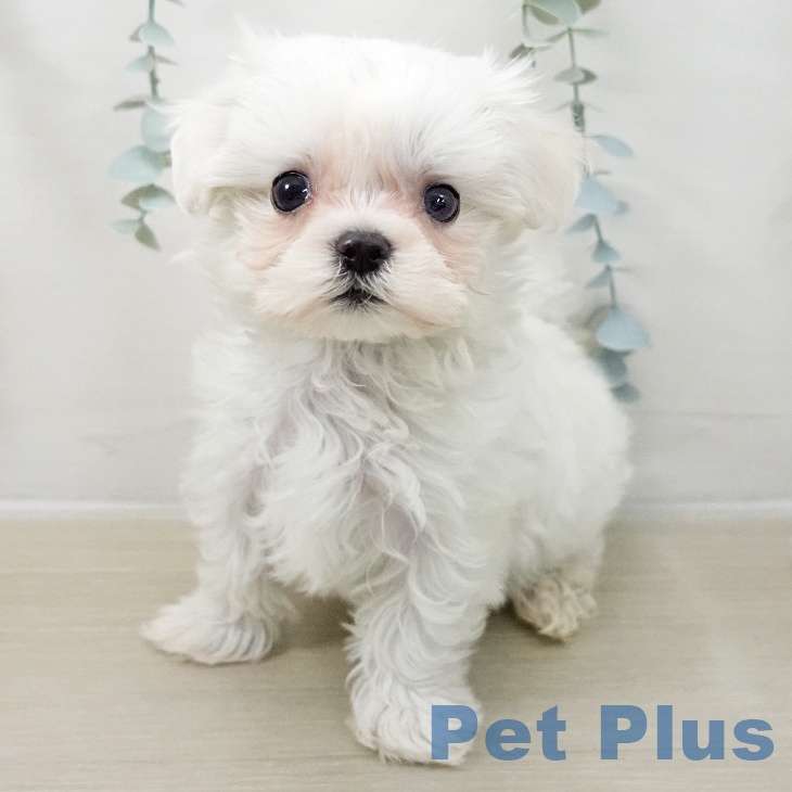 埼玉県のマルチーズ (ペットプラス ららぽーと富士見店/2025年12月12日生まれ/男の子/ホワイト)の子犬の2枚目の画像