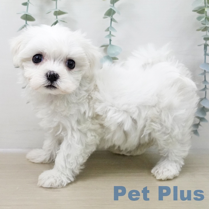 マルチーズの写真2