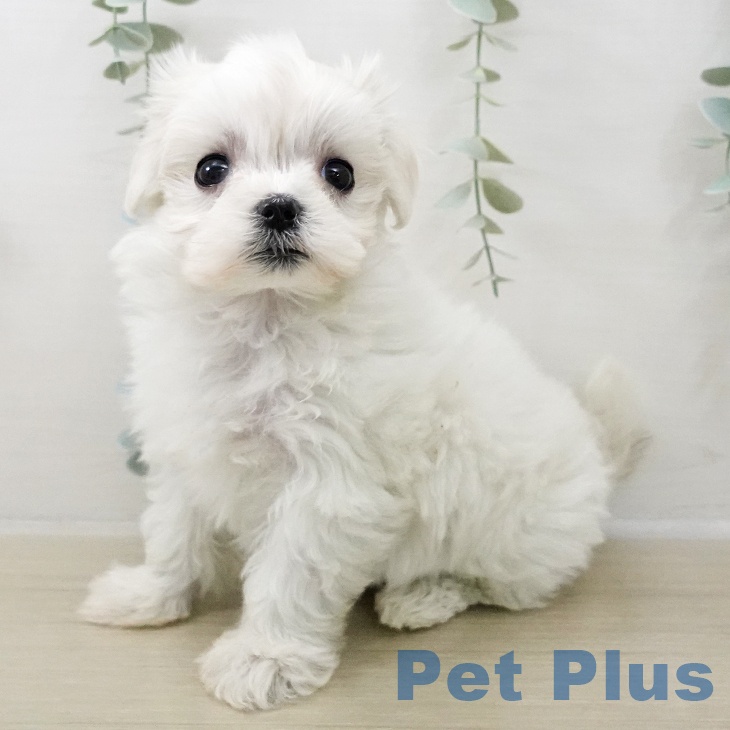 神奈川県のマルチーズ (ペットプラス 武蔵小杉店/2025年12月12日生まれ/女の子/ホワイト)の子犬