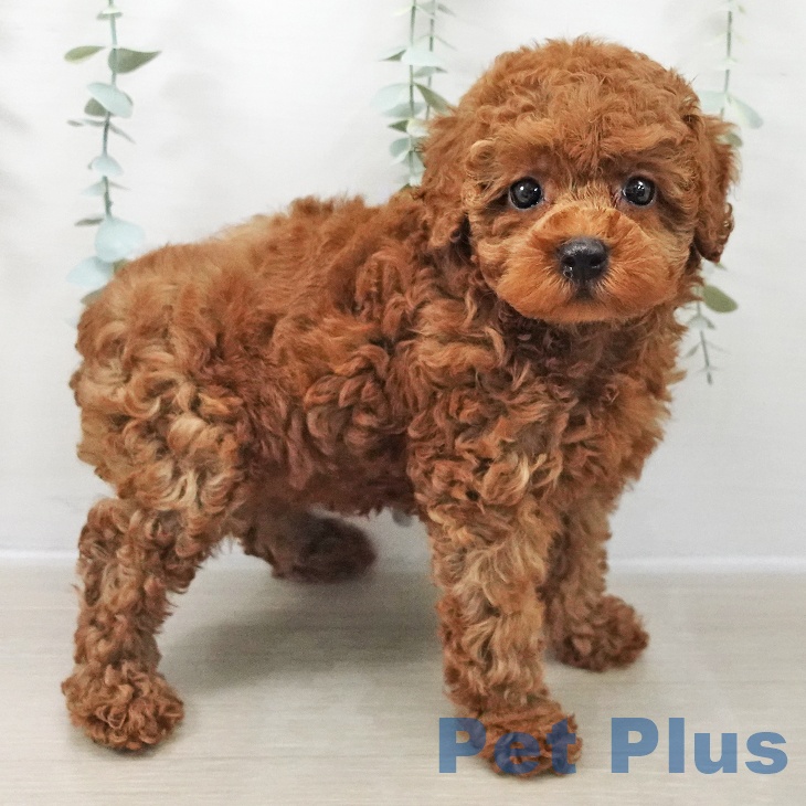 神奈川県のトイプードル(トイ) (ペットプラス 湘南平塚店/2025年12月10日生まれ/女の子/レッド)の子犬の1枚目の画像