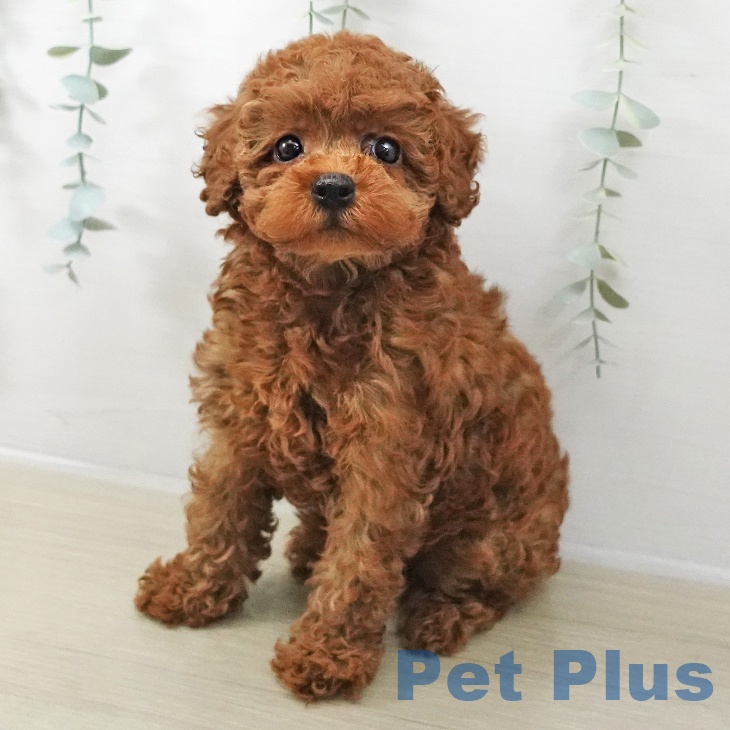 神奈川県のトイプードル(トイ) (ペットプラス 湘南平塚店/2025年12月10日生まれ/女の子/レッド)の子犬の2枚目の画像