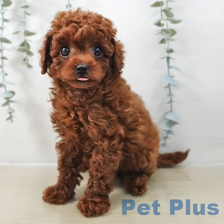 埼玉県のトイプードル(トイ) (ペッツワン 浦和美園店/2025年12月11日生まれ/男の子/レッド)の子犬