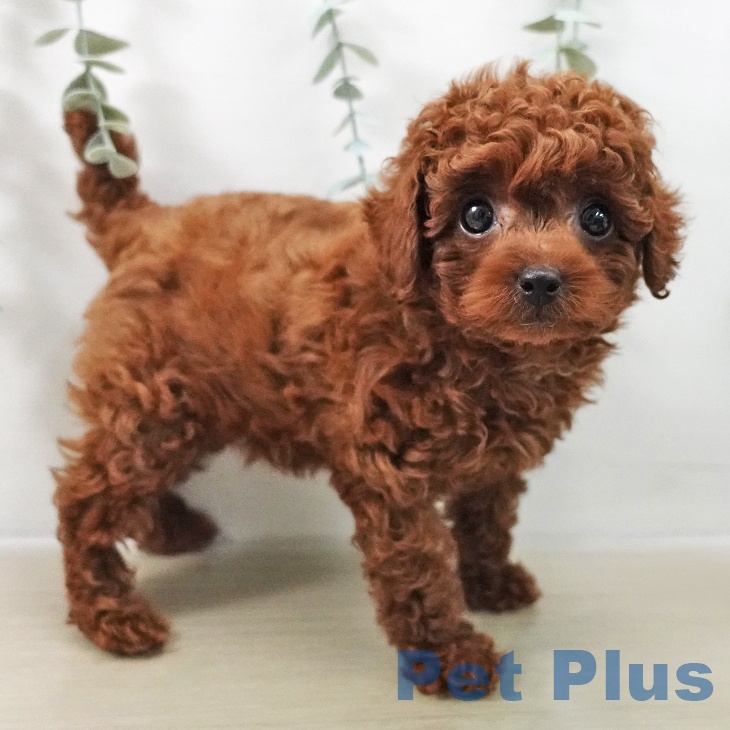 埼玉県のトイプードル(トイ) (ペッツワン 浦和美園店/2025年12月11日生まれ/男の子/レッド)の子犬の2枚目の画像