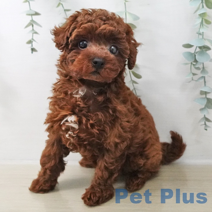 トイ・プードル