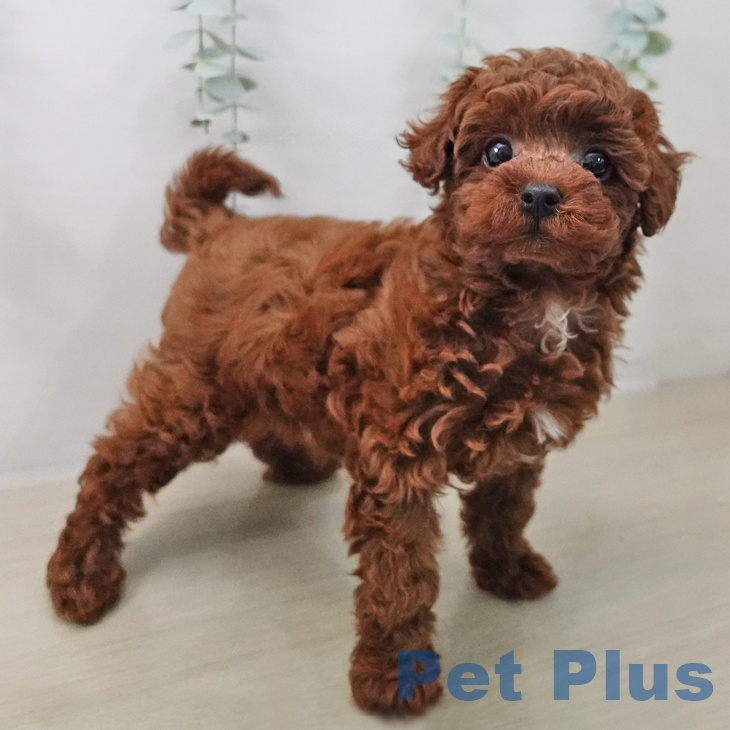 トイ・プードルの写真2