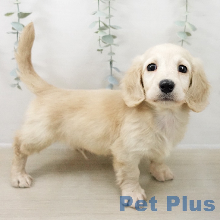 ミニチュア・ダックスフンド