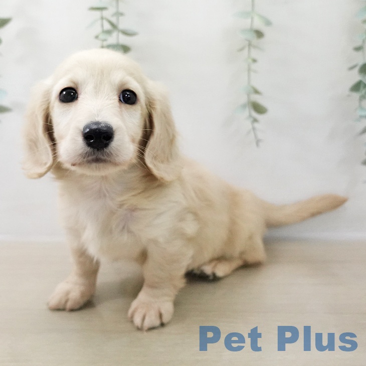 ミニチュア・ダックスフンドの写真2