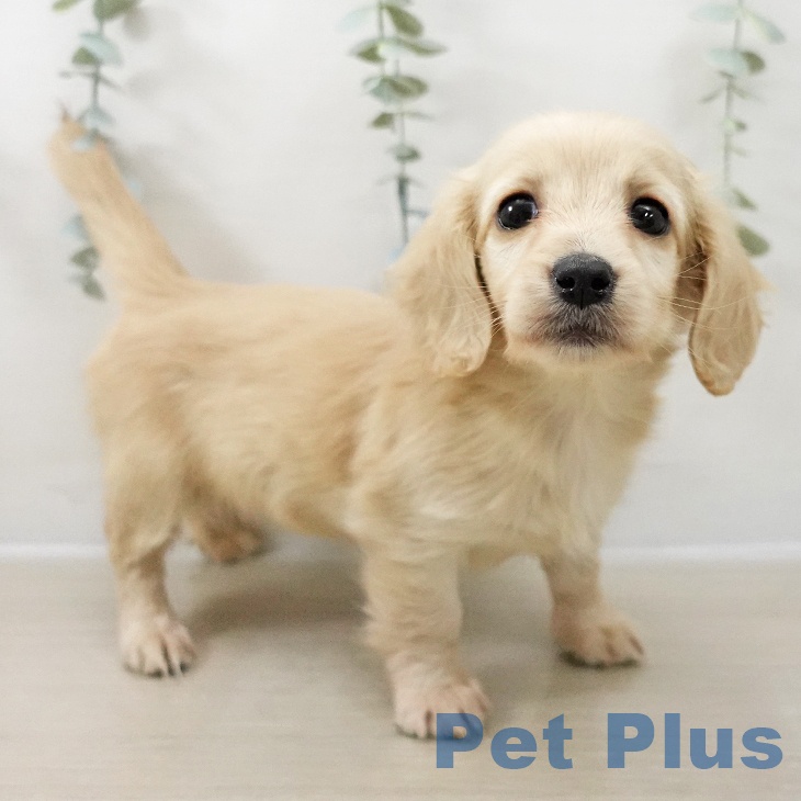 埼玉県のミニチュアダックスフンド(ロング) (ペッツワン 浦和美園店/2025年12月12日生まれ/女の子/イエロー)の子犬