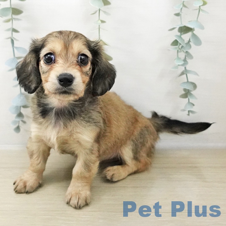 山形県のミニチュアダックスフンド(ロング) (ペットプラス 天童店/2025年12月12日生まれ/女の子/シェーデットイエロー)の子犬の1枚目の画像