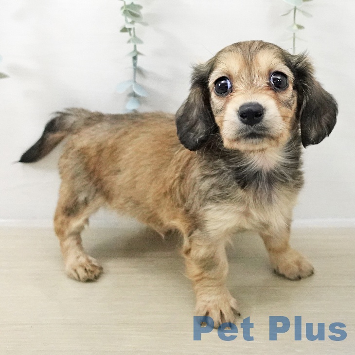 山形県のミニチュアダックスフンド(ロング) (ペットプラス 天童店/2025年12月12日生まれ/女の子/シェーデットイエロー)の子犬の2枚目の画像