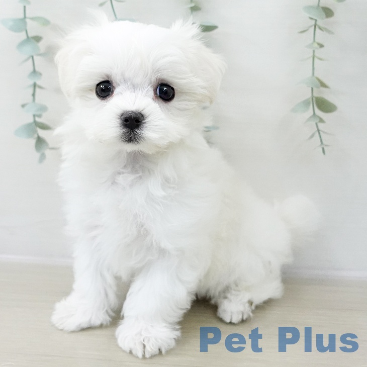 長野県のマルチーズ (ペットプラス 須坂店/2025年12月13日生まれ/女の子/ホワイト)の子犬の1枚目の画像