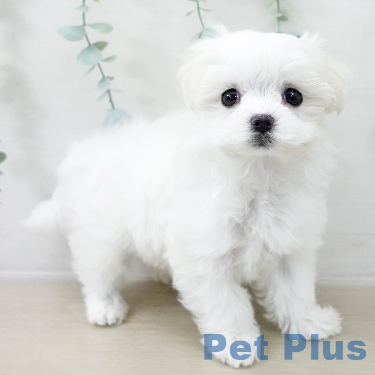 長野県のマルチーズ (ペットプラス 須坂店/2025年12月13日生まれ/女の子/ホワイト)の子犬の2枚目の画像