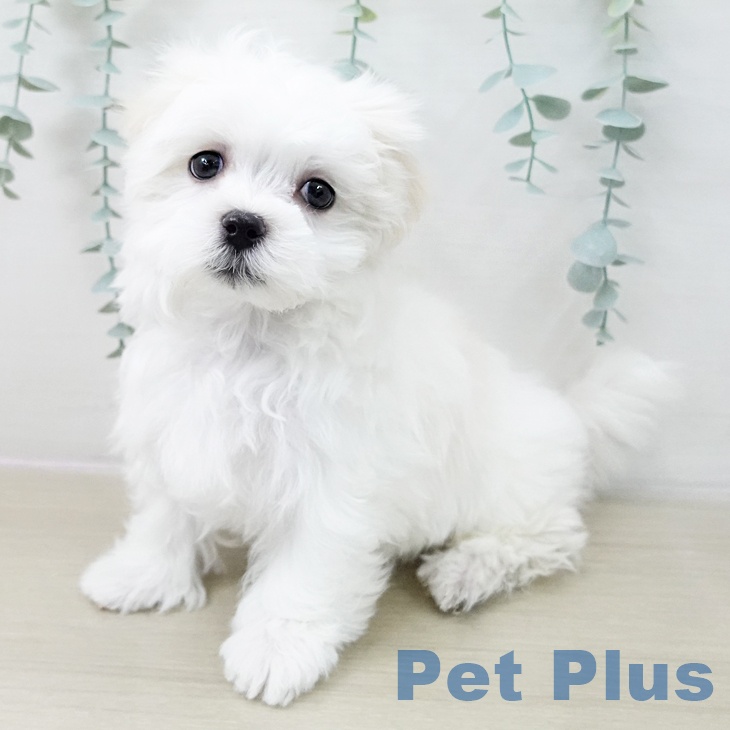 群馬県のマルチーズ (ペットプラス 前橋店/2025年12月9日生まれ/男の子/ホワイト)の子犬の1枚目の画像