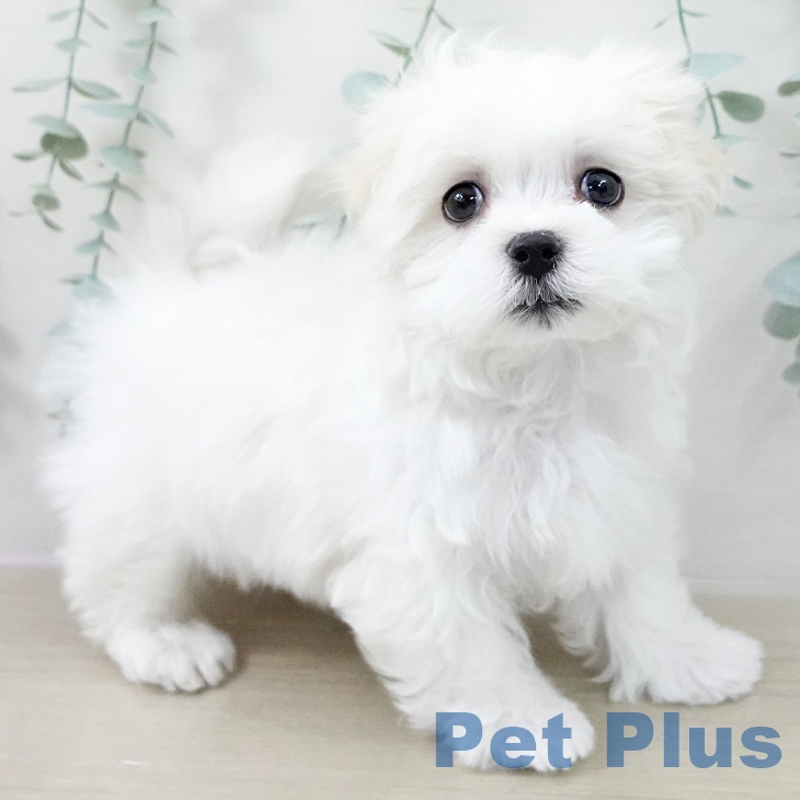 群馬県のマルチーズ (ペットプラス 前橋店/2025年12月9日生まれ/男の子/ホワイト)の子犬の2枚目の画像