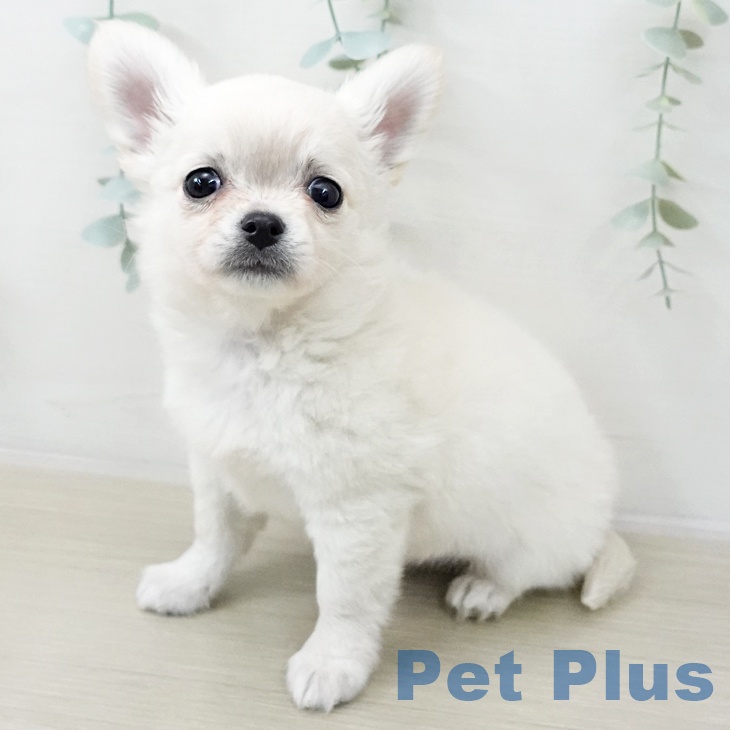 埼玉県のチワワ(ロング) (ペットプラス ピオニウォーク東松山店/2025年12月14日生まれ/男の子/クリーム)の子犬の1枚目の画像