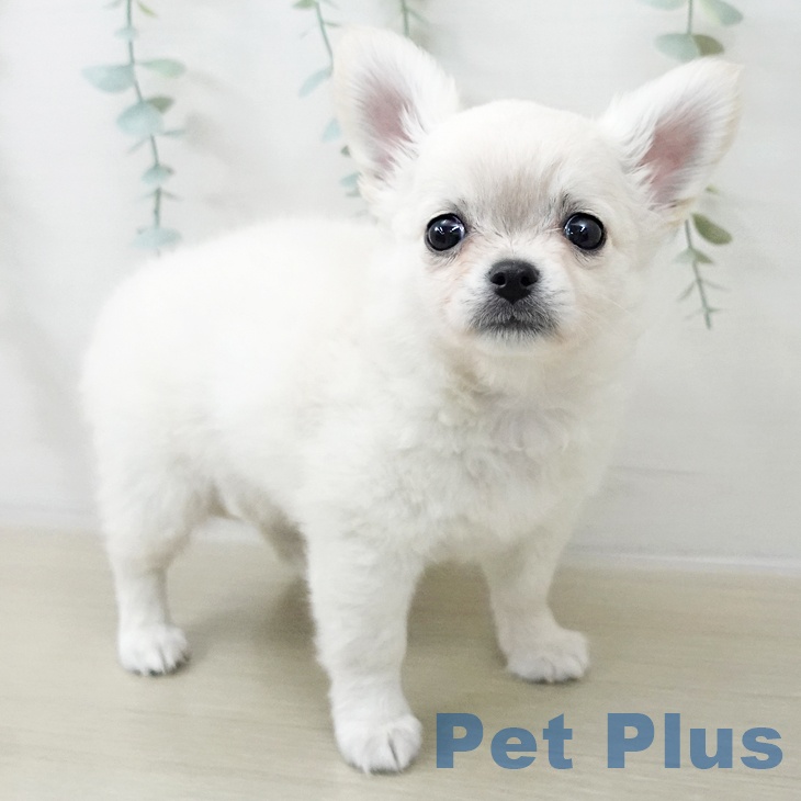 埼玉県のチワワ(ロング) (ペットプラス ピオニウォーク東松山店/2025年12月14日生まれ/男の子/クリーム)の子犬の2枚目の画像