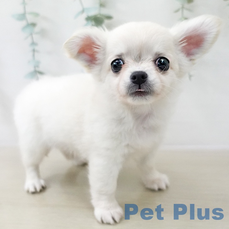 埼玉県のチワワ(ロング) (ペットプラス 浦和美園店/2025年12月14日生まれ/男の子/クリーム)の子犬の2枚目の画像