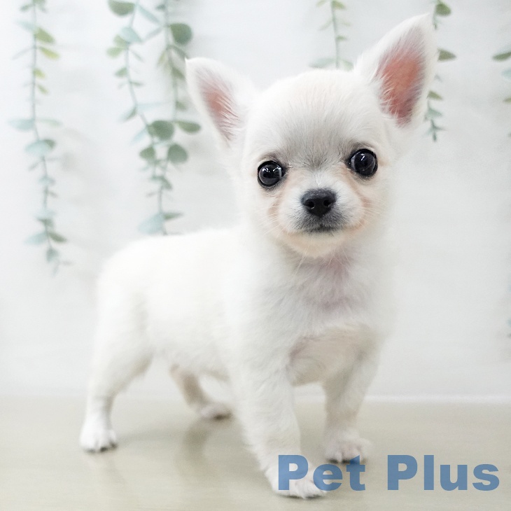 長野県のチワワ(ロング) (ペットプラス 須坂店/2025年12月14日生まれ/女の子/クリーム)の子犬の2枚目の画像