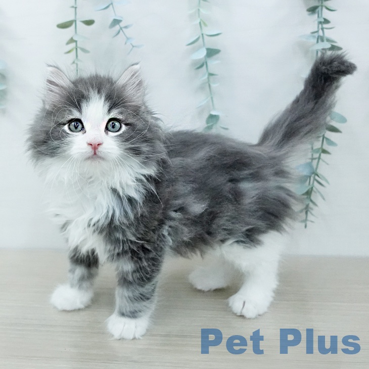 東京都のノルウェージャンフォレストキャット (ペットプラス アクアシティお台場店/2025年12月12日生まれ/男の子/ブルータビーホワイト)の子猫の1枚目の画像