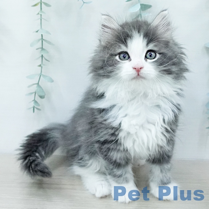 東京都のノルウェージャンフォレストキャット (ペットプラス アクアシティお台場店/2025年12月12日生まれ/男の子/ブルータビーホワイト)の子猫の2枚目の画像