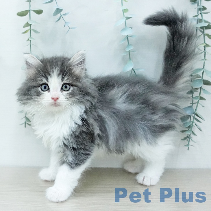 埼玉県のノルウェージャンフォレストキャット (ペッツワン 浦和美園店/2025年12月12日生まれ/女の子/ブルータビーホワイト)の子猫の1枚目の画像