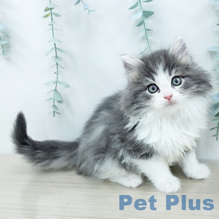 埼玉県のノルウェージャンフォレストキャット (ペッツワン 浦和美園店/2025年12月12日生まれ/女の子/ブルータビーホワイト)の子猫の2枚目の画像