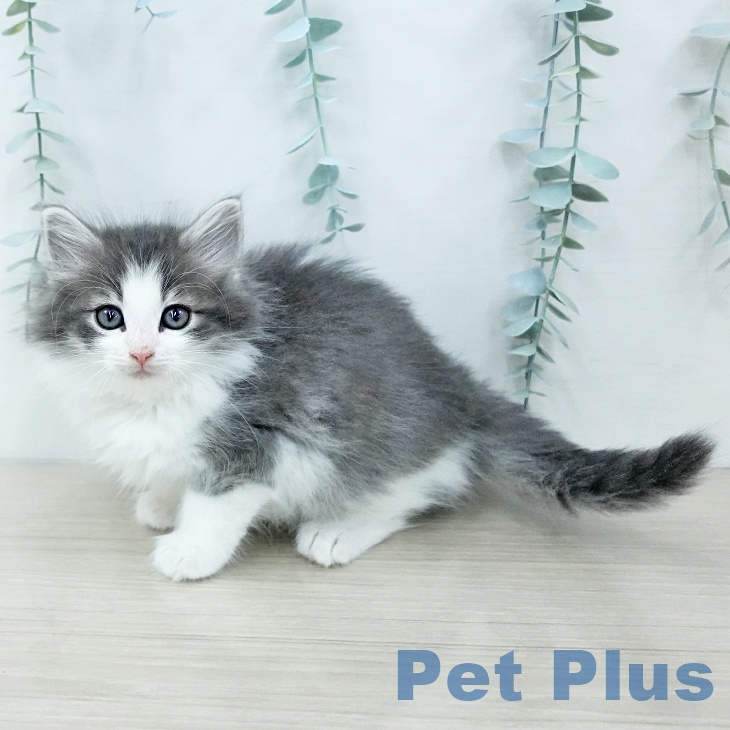 ノルウェージャンフォレストキャットの写真2