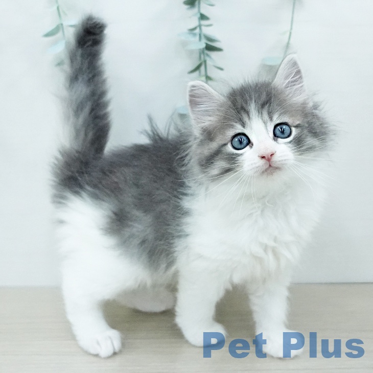 東京都のノルウェージャンフォレストキャット (ペットプラス 日の出店/2025年12月13日生まれ/男の子/ブルーマッカレルタビーホワイト)の子猫の2枚目の画像