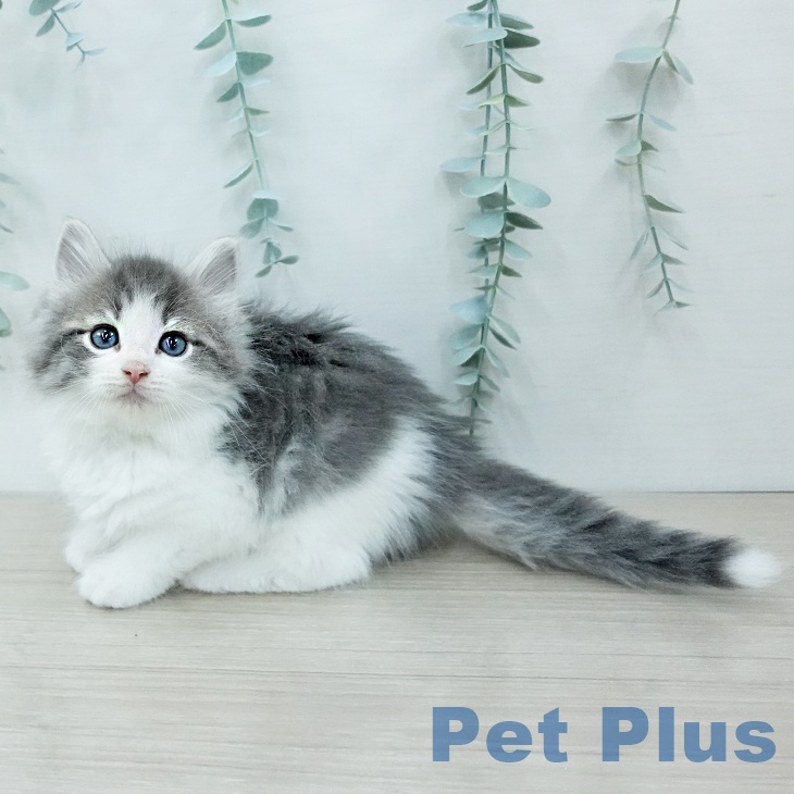 ノルウェージャンフォレストキャットの写真2