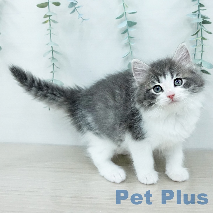 東京都のノルウェージャンフォレストキャット (ペットプラス むさし村山店/2025年12月13日生まれ/女の子/ブルーマッカレルタビーホワイト)の子猫の1枚目の画像