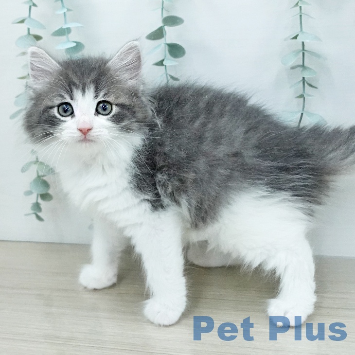 東京都のノルウェージャンフォレストキャット (ペットプラス むさし村山店/2025年12月13日生まれ/女の子/ブルーマッカレルタビーホワイト)の子猫の2枚目の画像