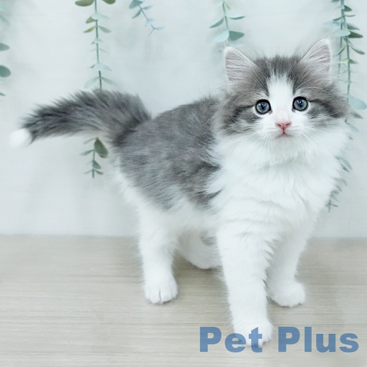 千葉県のノルウェージャンフォレストキャット (ペッツワン 千葉ニュータウン店/2025年12月13日生まれ/女の子/ブルーマッカレルタビーホワイト)の子猫