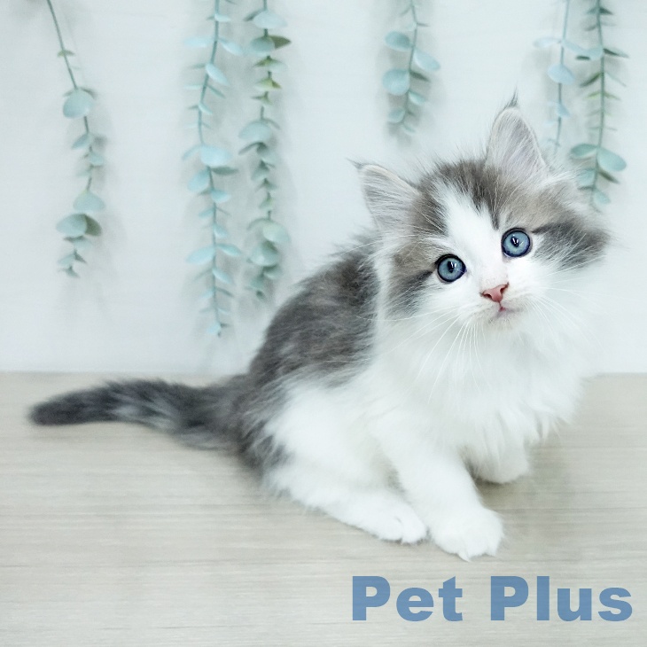 ノルウェージャンフォレストキャットの写真2