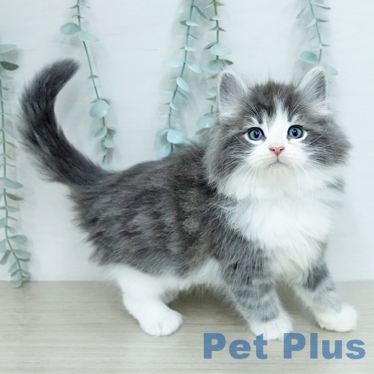 ノルウェージャンフォレストキャット