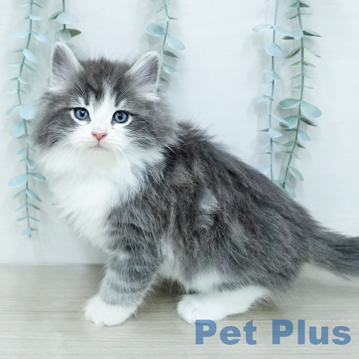 ノルウェージャンフォレストキャットの写真2