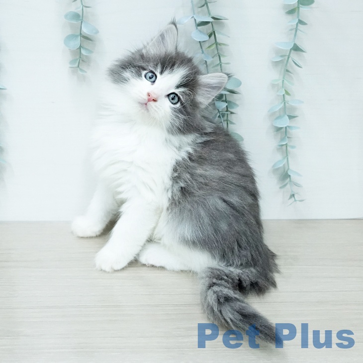 ノルウェージャンフォレストキャット