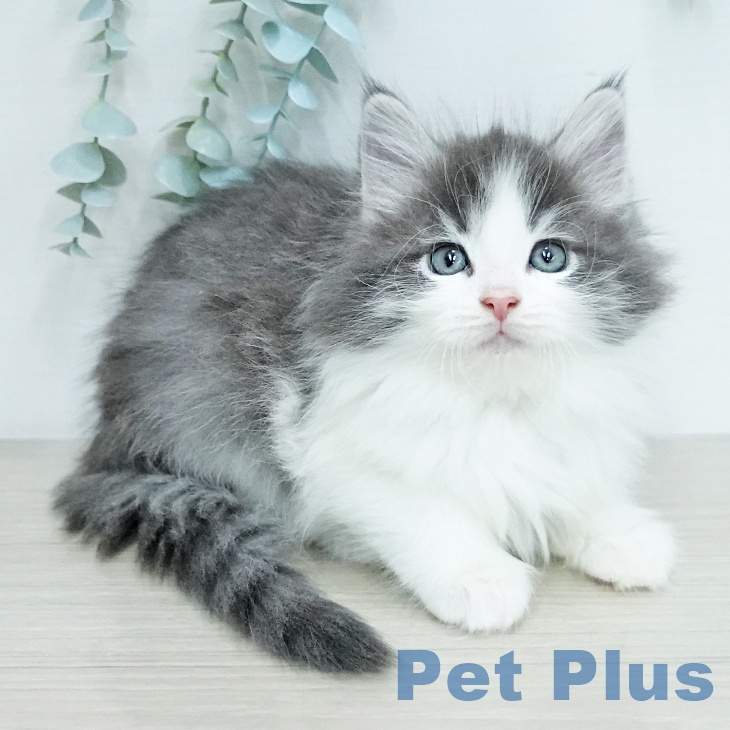 ノルウェージャンフォレストキャットの写真2