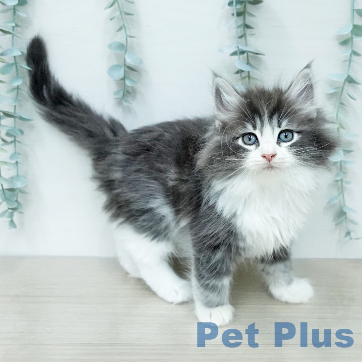 ノルウェージャンフォレストキャットの写真2