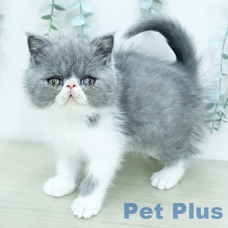 エキゾチックの写真2