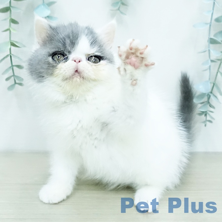 埼玉県のエキゾチック (ペットプラス ららぽーと富士見店/2025年12月17日生まれ/女の子/ブルーホワイトバン)の子猫の1枚目の画像