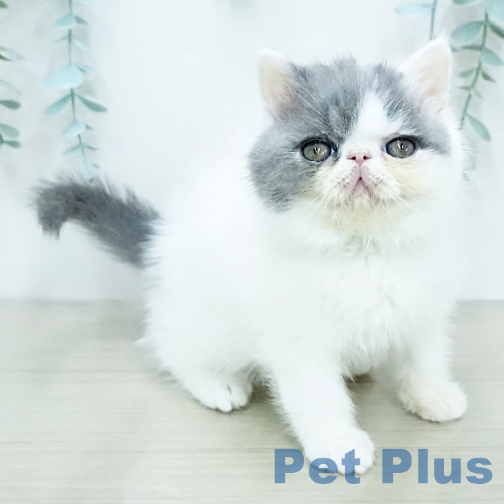 埼玉県のエキゾチック (ペットプラス ららぽーと富士見店/2025年12月17日生まれ/女の子/ブルーホワイトバン)の子猫の2枚目の画像