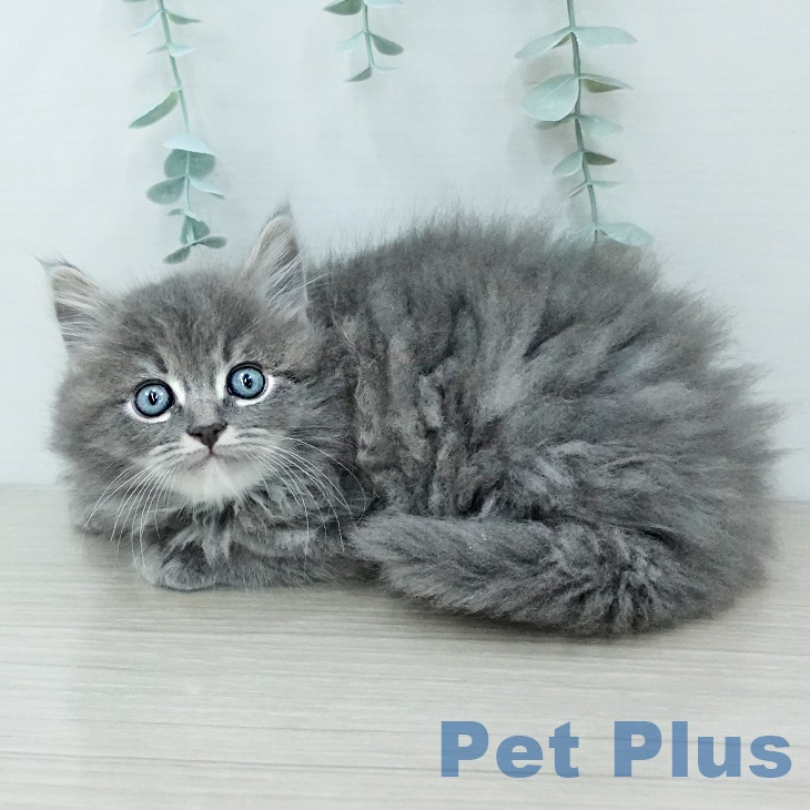 ラガマフィンの写真2