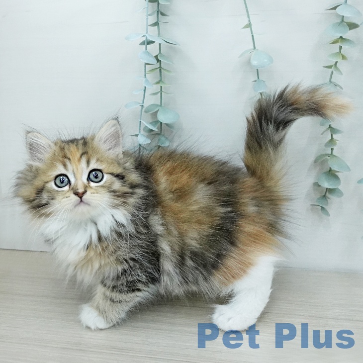 ラガマフィンの写真2