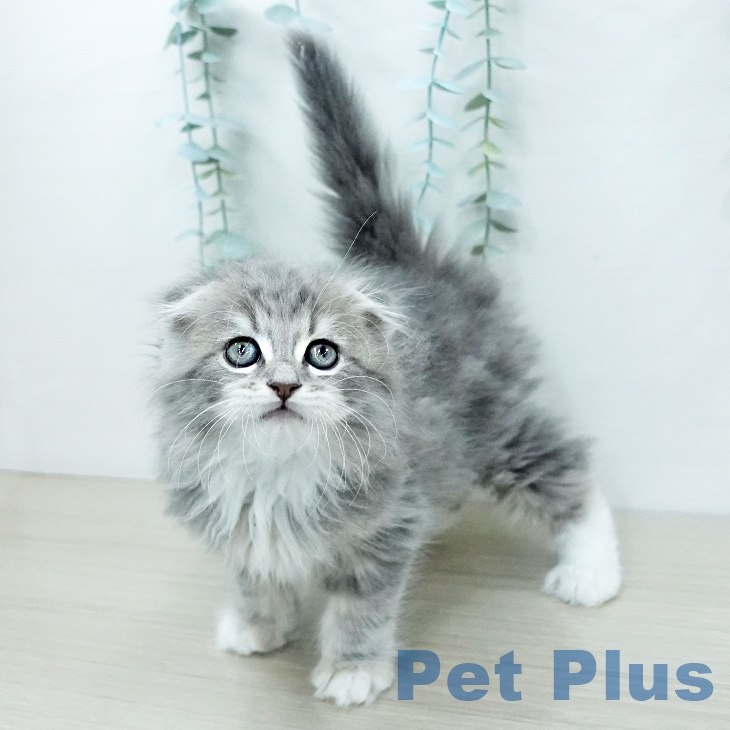 スコティッシュフォールド