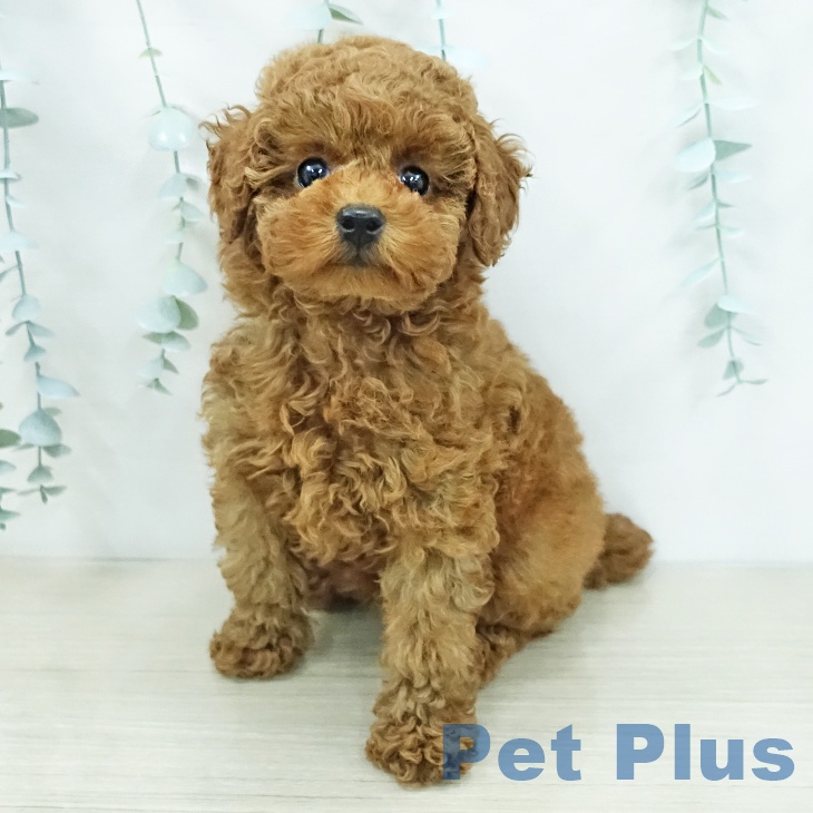 トイ・プードルの写真2