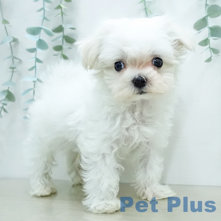 東京都のマルチーズ (ペットプラス 日の出店/2025年12月12日生まれ/男の子/ホワイト)の子犬の1枚目の画像