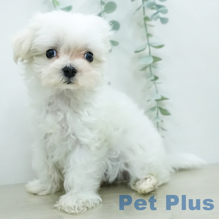 東京都のマルチーズ (ペットプラス 日の出店/2025年12月12日生まれ/男の子/ホワイト)の子犬の2枚目の画像
