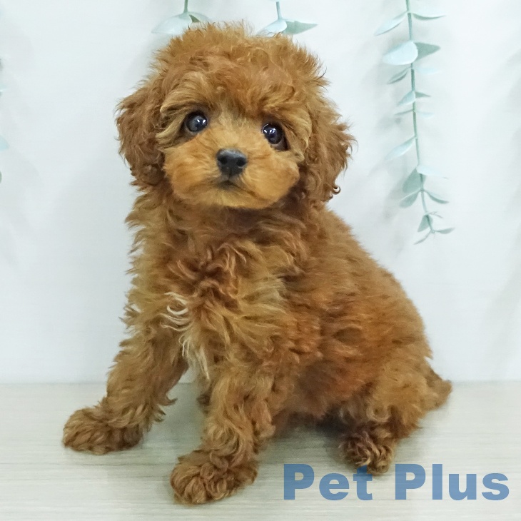 トイ・プードル