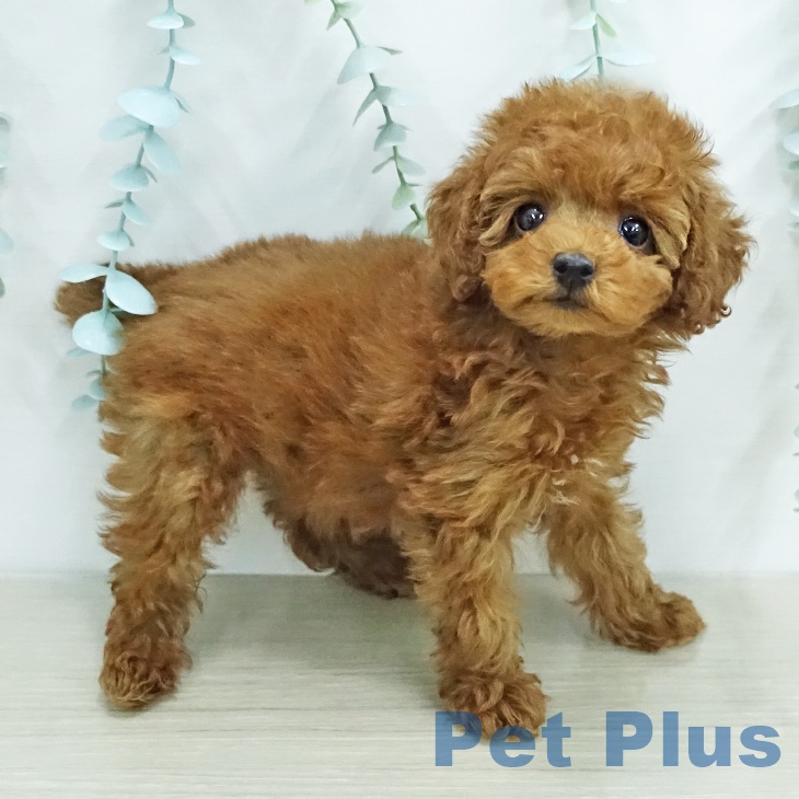 トイ・プードルの写真2